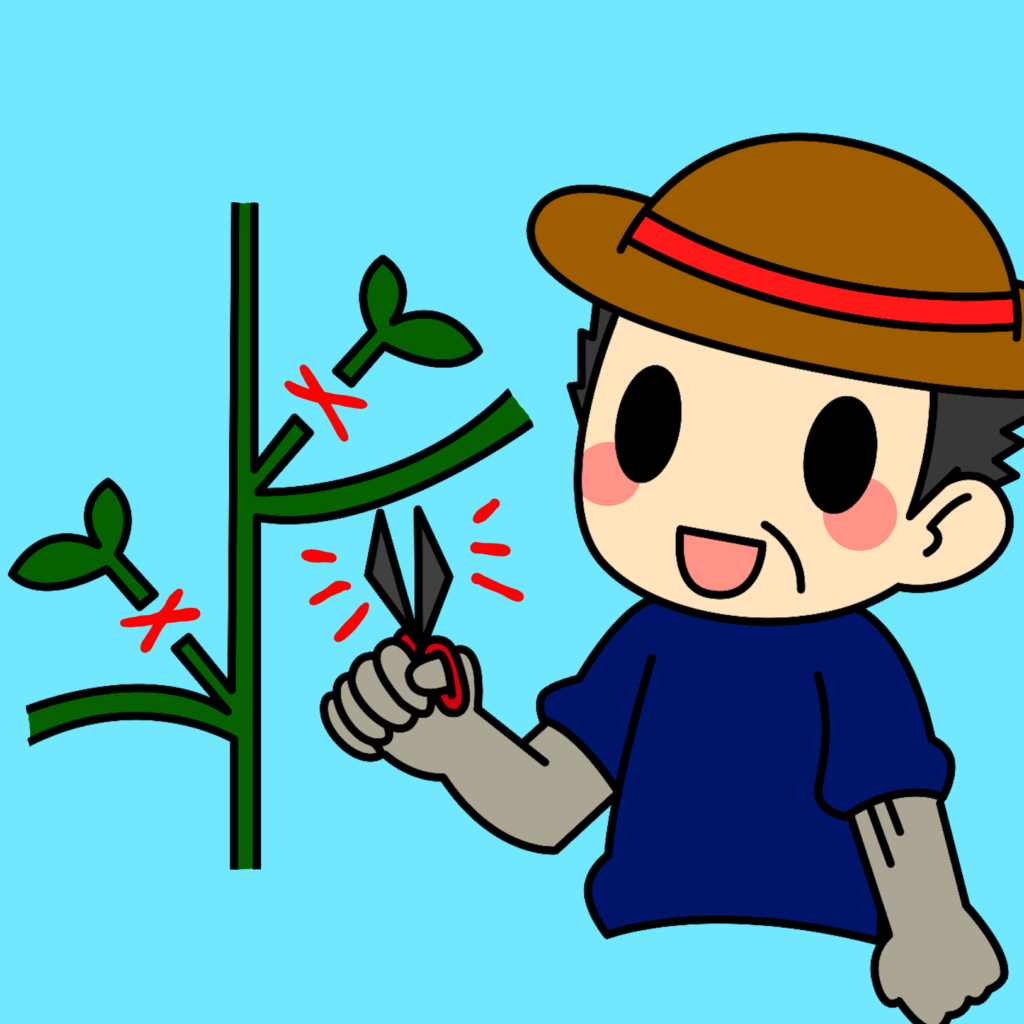 ミニトマト芽かき