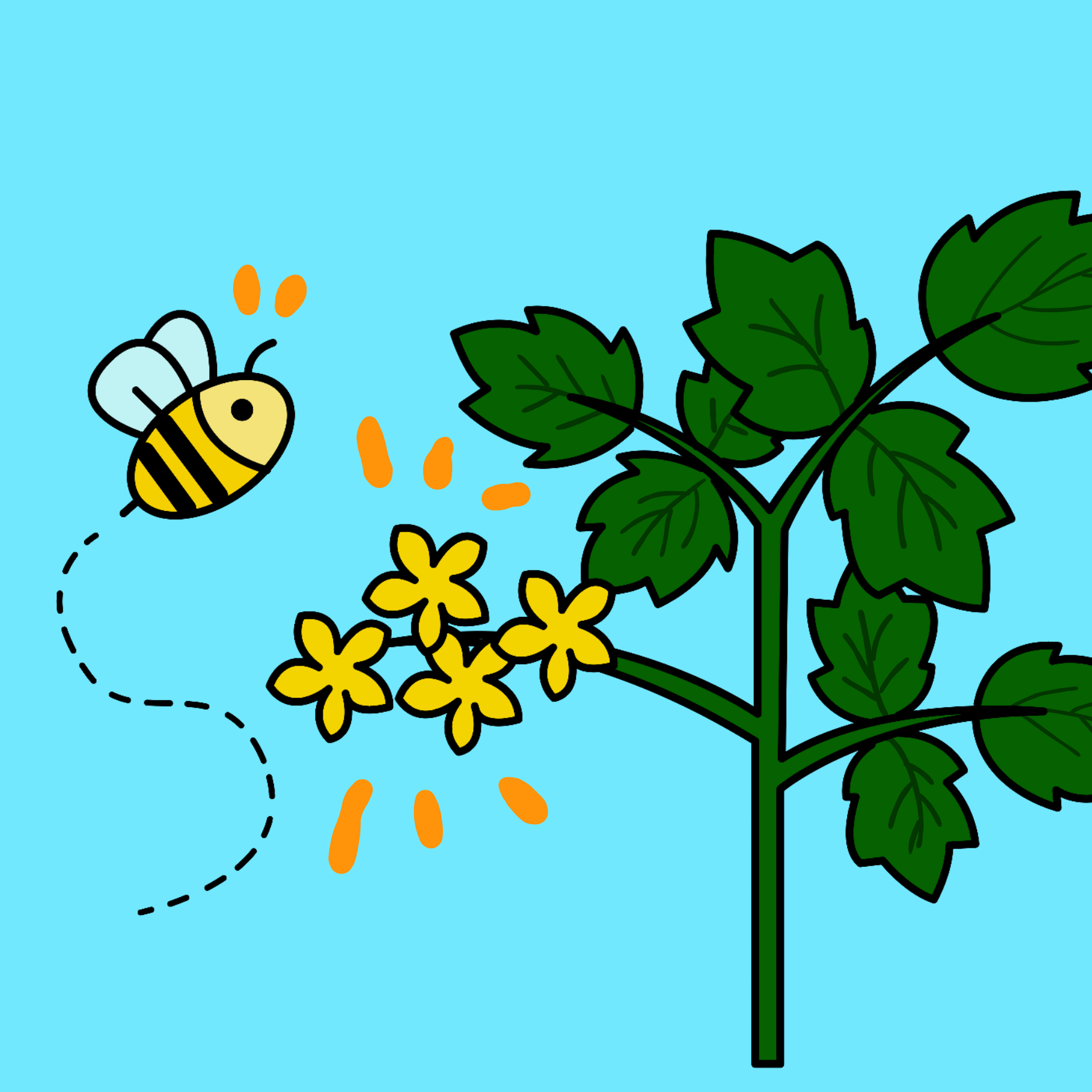 ミニトマト受粉