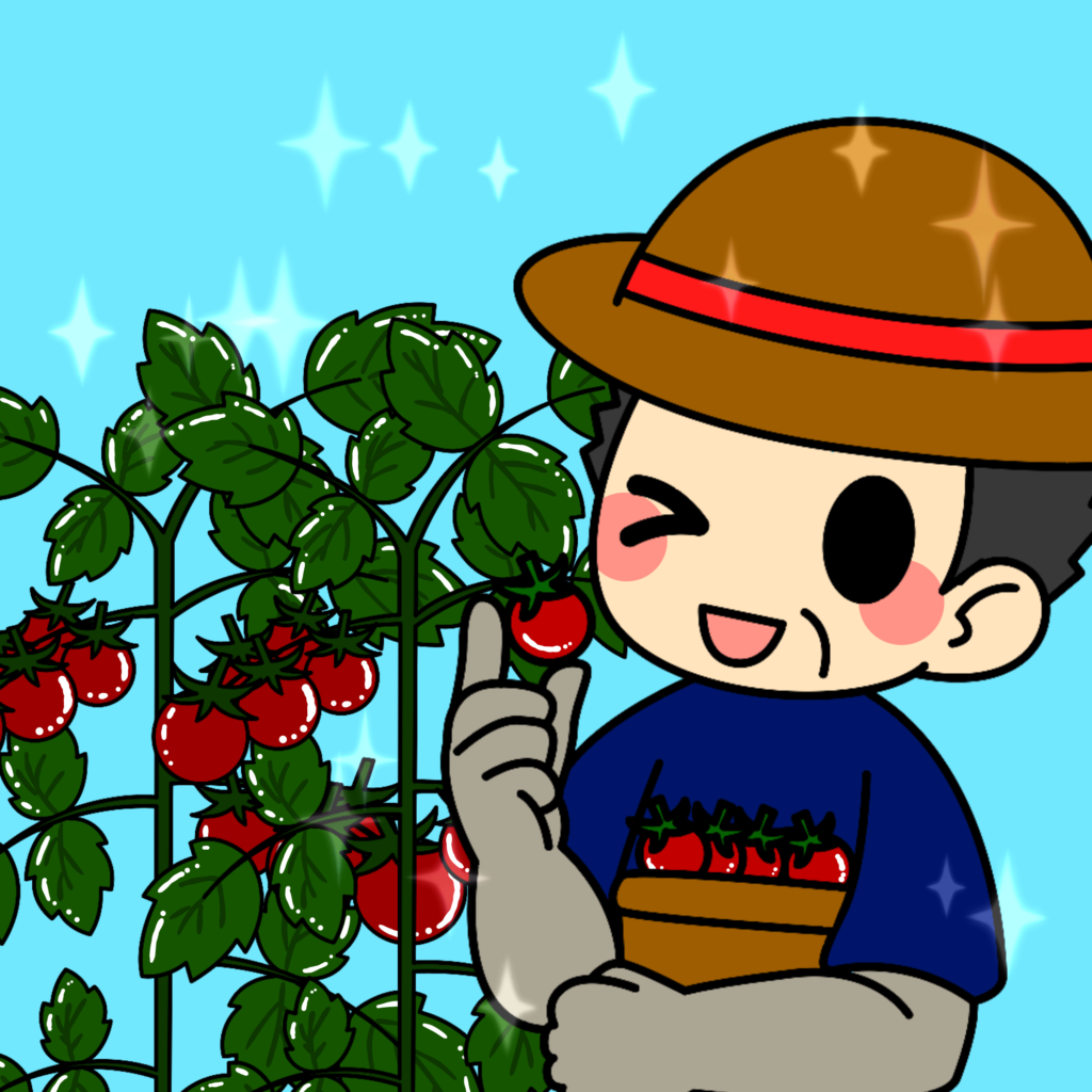 ミニトマト収穫
